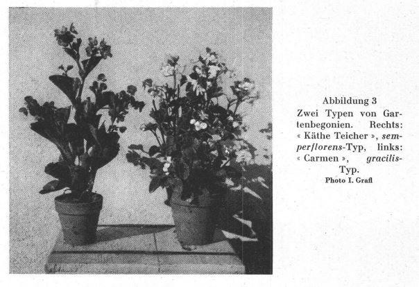 B. ‘Gracilis Kathe Teicher’